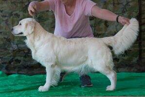 Int'l CH Passion 2 Of Bridge Four TKI CAT