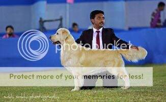 BIS.BISS.Ind.Ch. Avanzar's Glad To Get U