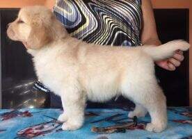 Mattiaci First in Flight to SunKissed CGCA TKN