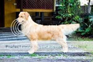 Ina.Ch.Mal.CH. Bold Gold's Inca