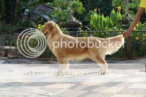 BYIS Bold Gold's Ileen