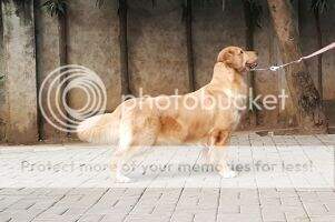 Ina.CH.Mys.CH.Thai.CH. Bold Gold's Ivory