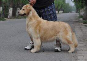 Camy Zhuzhu of Jin Se Ding Sheng Kennel