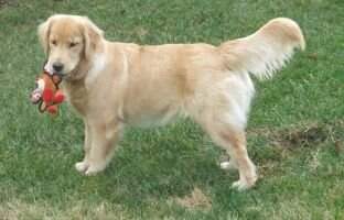 Goldenstar Gracie Mae