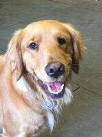 Golden Peekaboo's Spirit of Grace