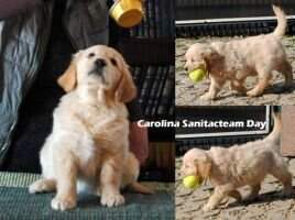 JChMK, WT, Crufts qualified Carolina Sanitacteam Day JChMK, WT, Crufts qualified Carolina Sanitacteam Day