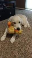 Miss Bella of the Ball
