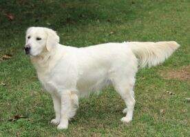 Whitegold's Miss Sookie Stackhouse
