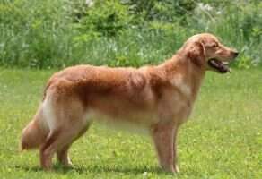 Millstone's Good Luck Charm Millstone's Good Luck Charm