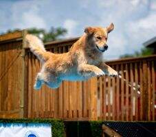 Champagne GoldRox Ruffing The Passer RN DS