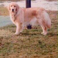 Rosebud's Golden Feather E