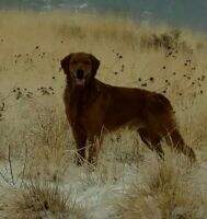 Lucy in the Sky's Chukar