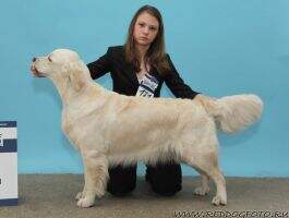 CACIB RUS/BLR CH RUS/BLR CH RKF CH Club RUS Club CHEVYS SMILE ZHULIETTE MORANA