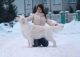 RKF CH Club RUS CH GEO CH UA CH BY Rider Salvatore Iz Stolitsy Urala