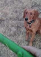 Mioak's Koda Of Oakwood