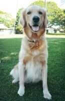 BASHAM'S SADIE BASHAM'S SADIE