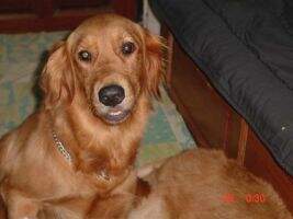 Z. Yeda Von Silk Kennel