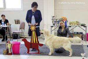 CW Goldendaisy Pickford Wonderful