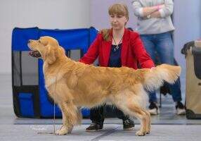 RUS EST Goldendaisy Charming Churchill