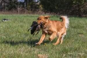 Buck's Bee Razed on Southern Ground