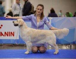 CH JChRus JChClub ChClub GrandChRus CH BLR LaRous Line Amelia Renaissance