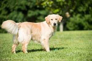 Dale Hollow Bailey Sunshine