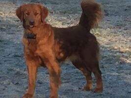 Wagler's Red Daisey Mae Wagler's Red Daisey Mae