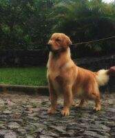 Golden Trip Prime Belinni Star