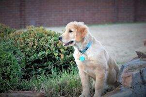 Runnymede Dakota Our Heart and Soul