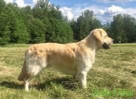 Joy Face Jake vom Lenzental