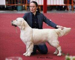 Europasieger Perfect Princess By Moon Of Sunshine's Valley BW'17