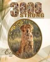 SHR Lady Echo of Golden Paws