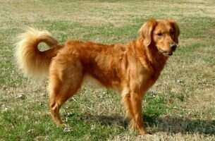 Nashville Goldens Little Red Waggin
