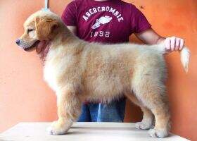 CHIOTS D'OR TWD JUDITH