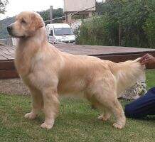 WIN GOLDENS MICKEY WIN GOLDENS MICKEY