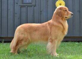 CanGCH BBPIS. BPIS. Goldpaw Boldness Be My Friend CanGCH BBPIS. BPIS. Goldpaw Boldness Be My Friend