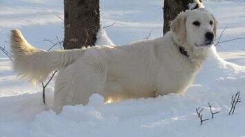 Hillsong Goldens Jump For Joy Hillsong Goldens Jump For Joy