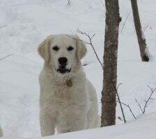 Hillsong Goldens Grace Like Rain