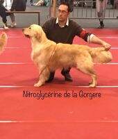 Nitroglycerine de la Gorgere