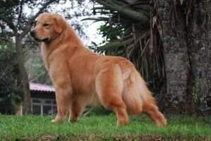 Chasse Golden Fountain A Jimi Handrix