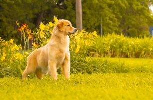 BRISTOL GOLDENS AMORA
