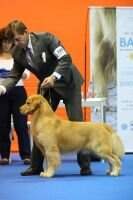 CH Barbour Gold's Clyde