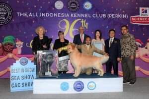 MBIS Ina Golden Victorious Jordan Of Legend
