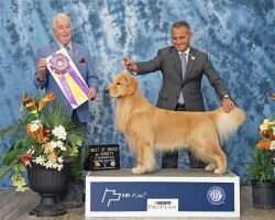 MBISS MBIS GCHB CH CH BRA Maximus Golden Trip Fabulous Mateo