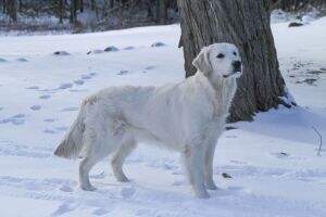 Regalgoldens French Kiss