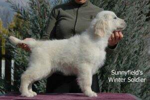 Sunnyfield's Winter Soldier