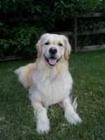 Sunnybrae's Gunnar Gie It Laldy