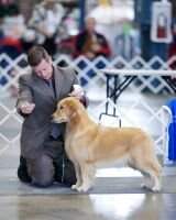 AKC & INT'L CH Evergrace's Fantasy Baseball