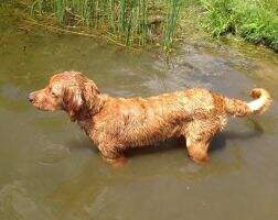 PGOLD'S LAC ST JEAN BENELLI BOY