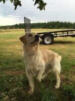 Izzabella of Golden Reserve